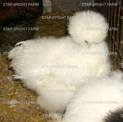 13587_white_sg_pullet_1.jpg