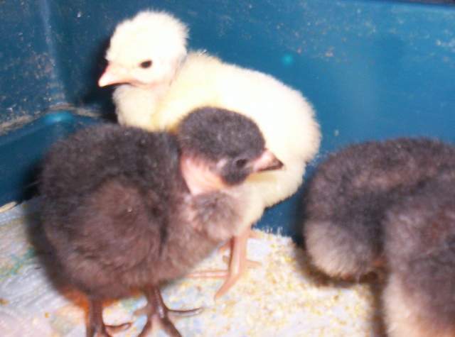 13604_cochin_turken_chicks_1-10-2009_017.jpg