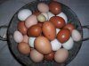 13604_cuckoo_marans_eggs_1-06-2009_021.jpg