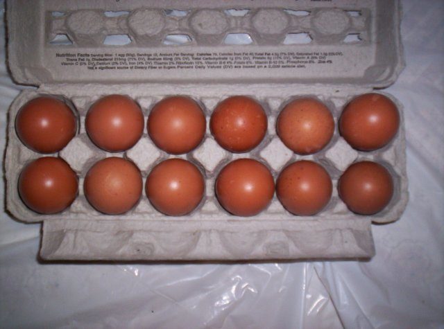 13604_cuckoo_marans_eggs_1-06-2009_037.jpg
