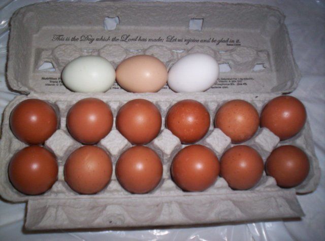 13604_cuckoo_marans_eggs_1-06-2009_040.jpg