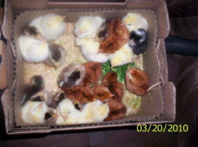 13604_leghorn_chicks_3-20-2010_002.jpg