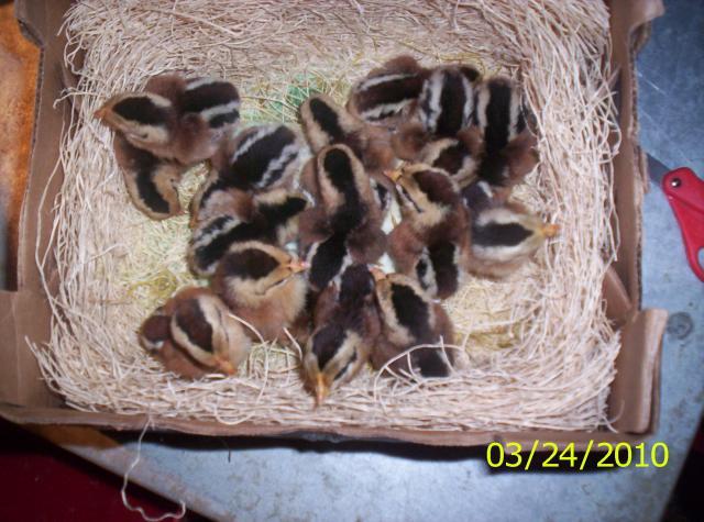 13604_red_jungle_fowl_chicks_3-24-2010_003.jpg