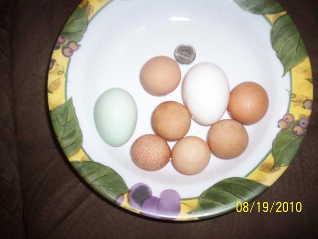 13604_round_eggs_8-19-2010_006.jpg
