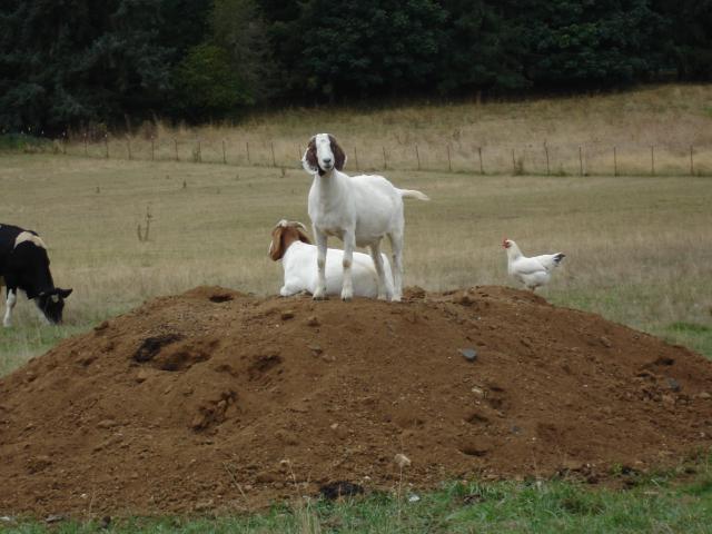 13634_chickens_and_pets_190.jpg
