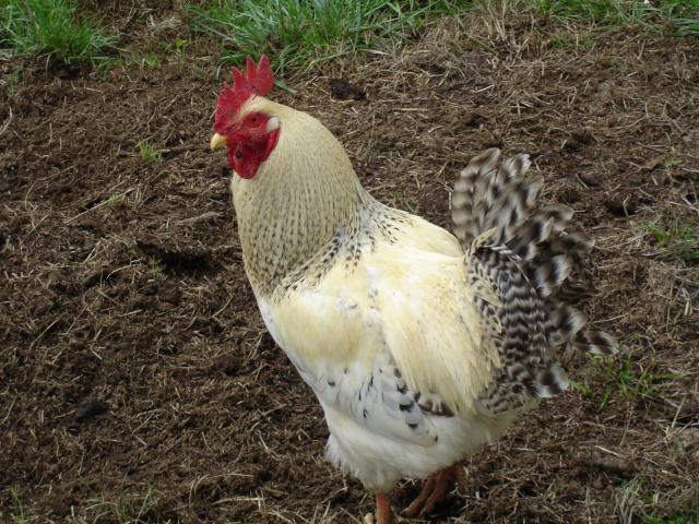 13634_chickens_and_pets_241.jpg