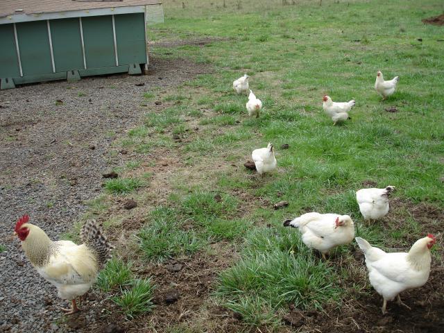 13634_chickens_and_pets_243.jpg