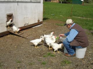 13634_peeps_floor_chickens_025.jpg