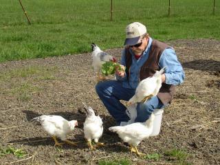 13634_peeps_floor_chickens_031.jpg