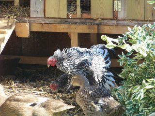 13657_malcolm_margo_and_ducks.jpg