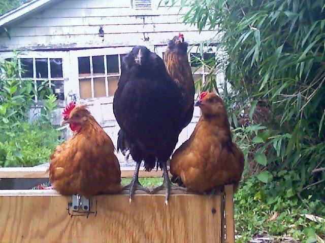13674_chickens1.jpg