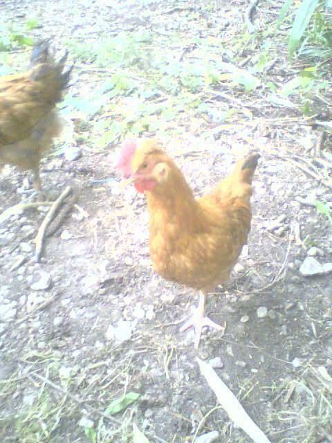 13674_chickens4.jpg