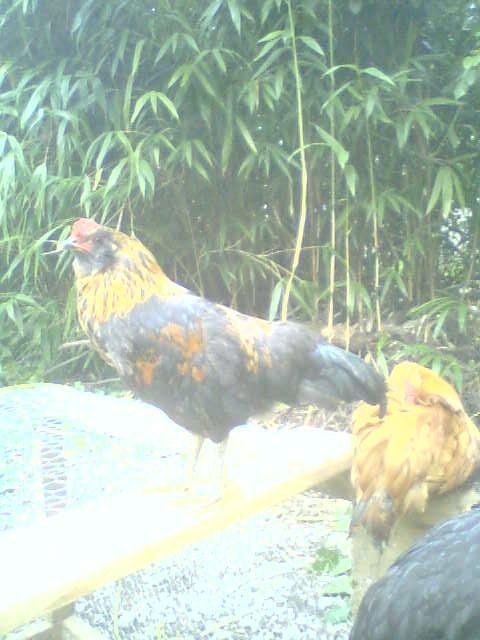 13674_chickens5.jpg