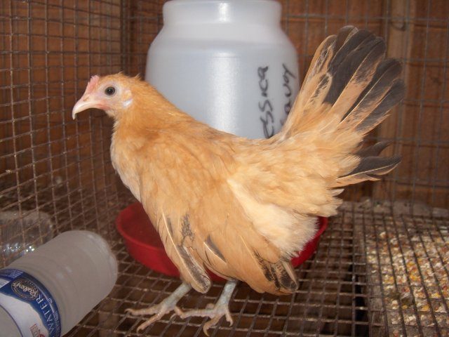 13677_bantam_005.jpg