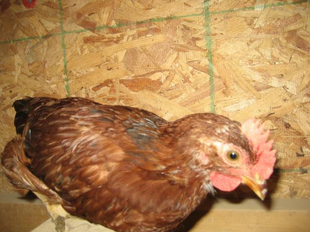 13683_new_rooster_002.jpg