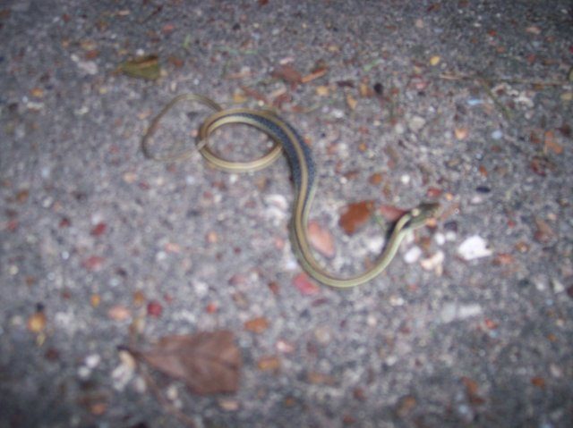 13786_snake_002.jpg