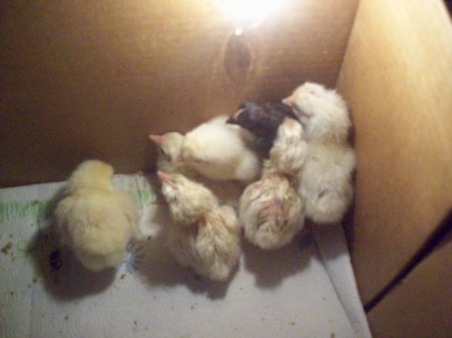 13789_7chicks.jpg