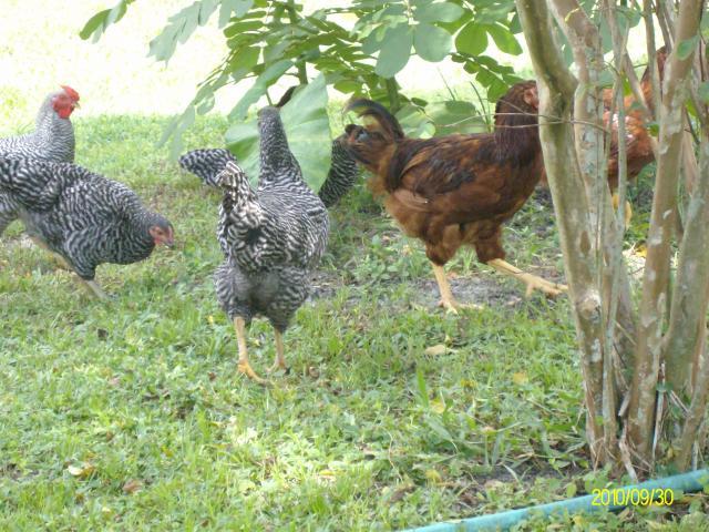 13798_free_ranging_chickens_005.jpg