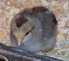 13806_chicken_number_4_as_a_baby.jpg