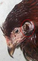 13806_ear.jpg