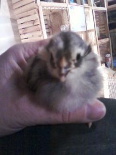 13811_tufted_chick.jpg