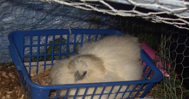 13823_broody1.jpg