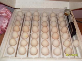 13823_eggs.jpg