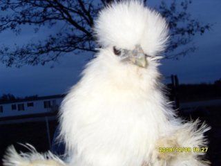 13823_whitepullet.jpg