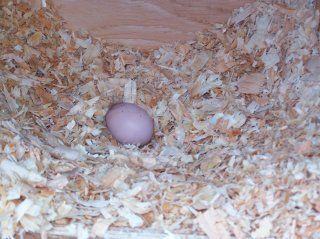 13827_3rd_egg_yeh.jpg