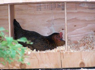 13827_hen_in_nest_box.jpg