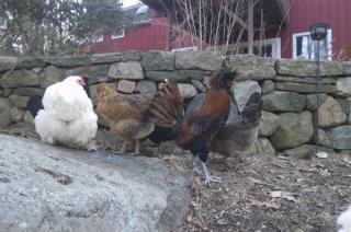 13835_cassnchickens.jpg