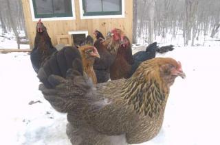13835_snowchickens.jpg