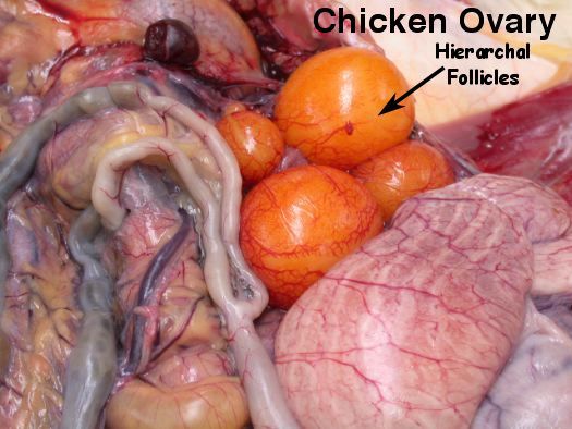 13838_chickentract2.jpg