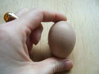 13866_first_egg_1-21-09.jpg