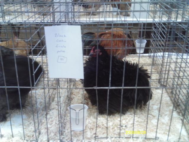 13887_boston_poultry_show_201012.jpg