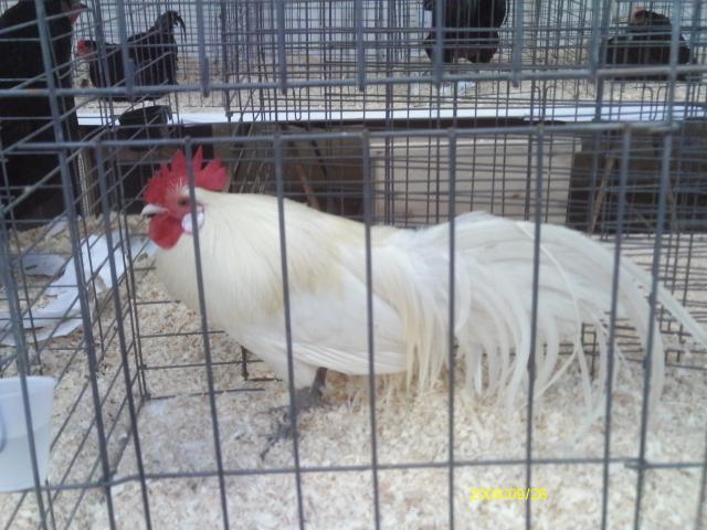 13887_boston_poultry_show_201022.jpg