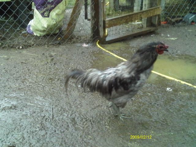 13887_copy_of_imag0625.jpg