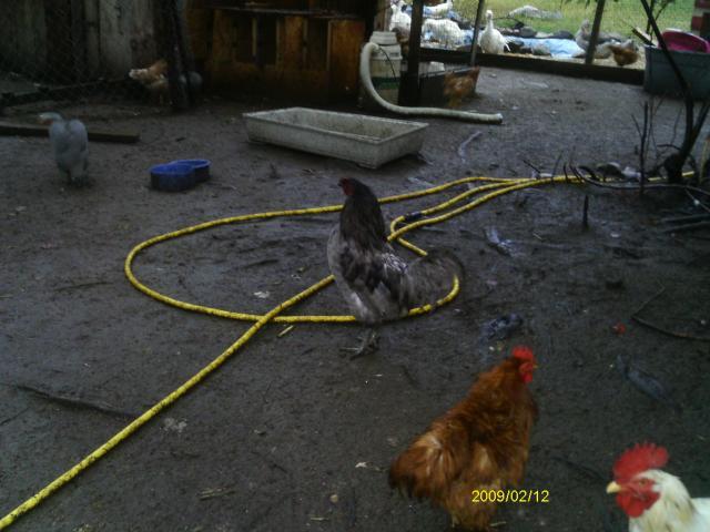 13887_copy_of_imag0638.jpg