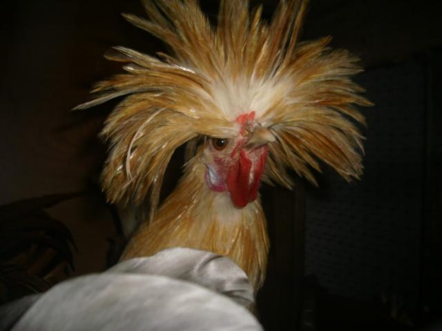 13887_dsci0096.jpg