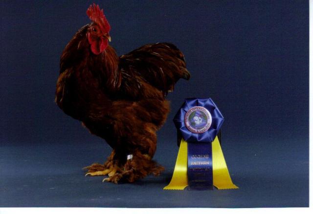 13887_gold_pheonix.jpg