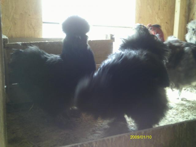 13887_imag0385.jpg