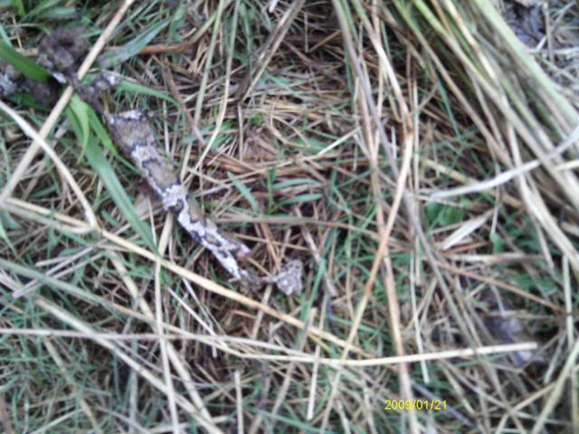 13887_imag0424.jpg