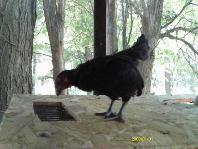 13887_imag0543.jpg