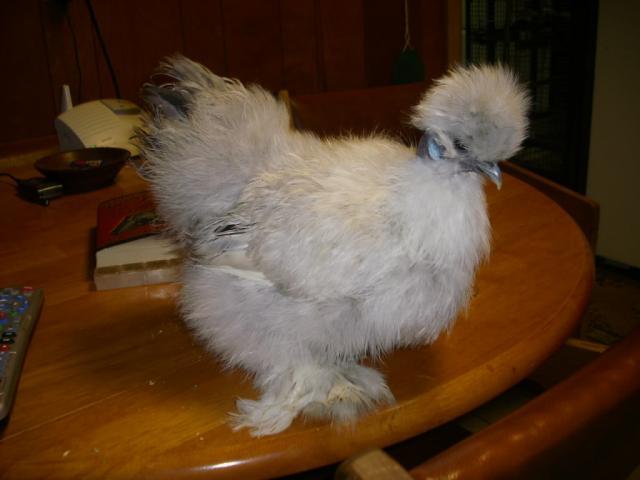 13887_lav_silkie_001.jpg