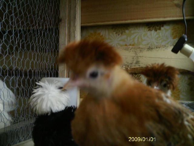 13887_phoenix_x_and_seramas14.jpg