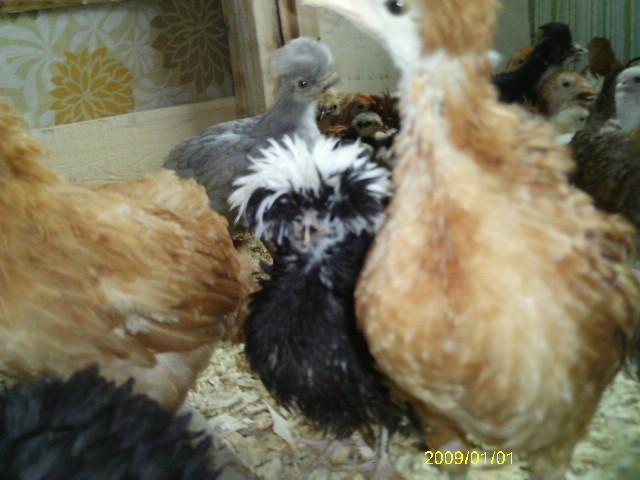 13887_phoenix_x_and_seramas15.jpg