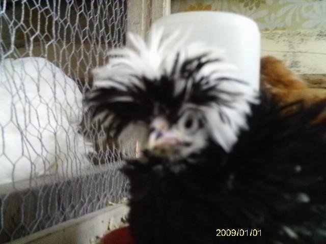 13887_phoenix_x_and_seramas16.jpg