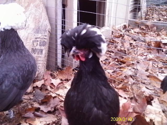 13887_polish_and_showgirl_hens19.jpg