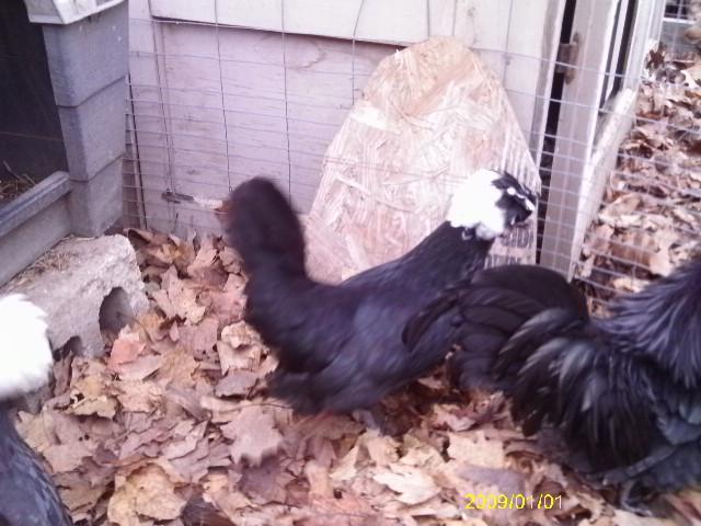 13887_polish_and_showgirl_hens21.jpg