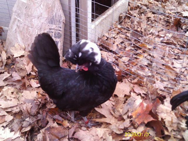 13887_polish_and_showgirl_hens24.jpg